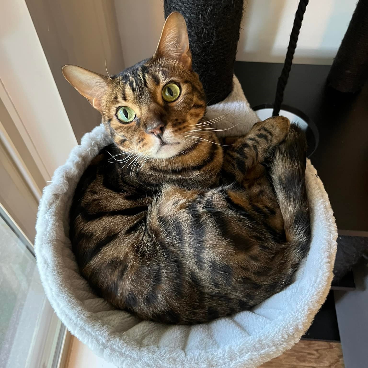 a brown spotted bengal sitting in a circular hammock, facing a sliding door.